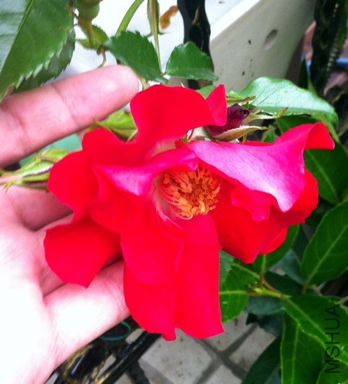 �����ɵ�20130510B.jpg