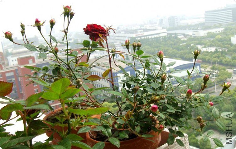 �м��ǿ���ͷС���ӵľ�������