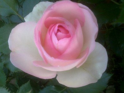 20130501559 (400x300).jpg