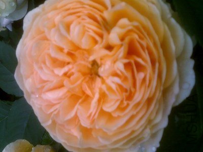 20130510562 (400x300).jpg