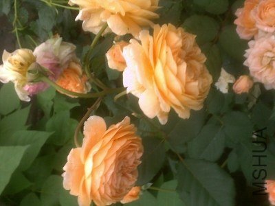 20130510567 (400x300).jpg