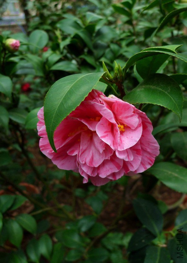 P1870047.jpg