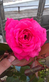 IMAG0980.jpg