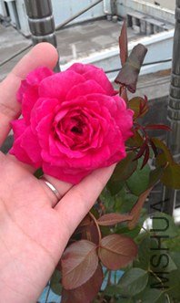 IMAG0978.jpg