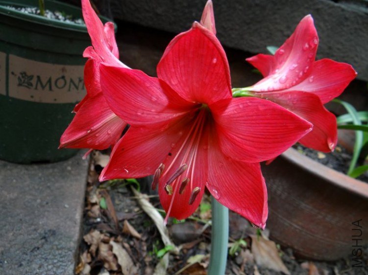 DSC01181_conew1.jpg