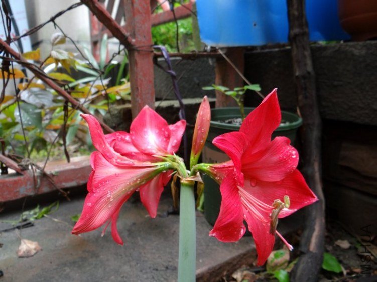 DSC01184_conew1.jpg