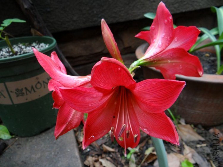 DSC01185_conew1.jpg