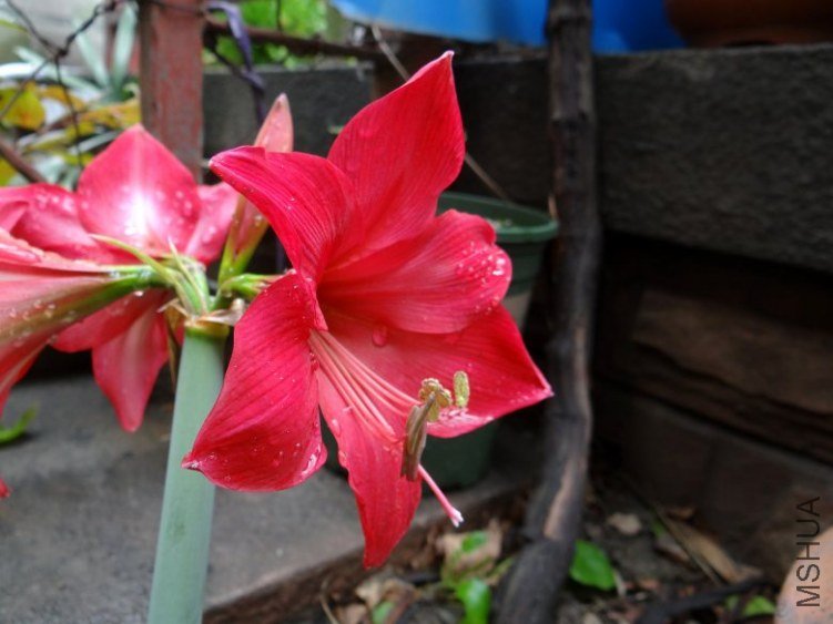 DSC01183_conew1.jpg