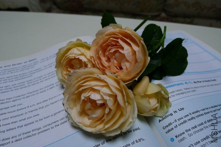 P1130711.jpg