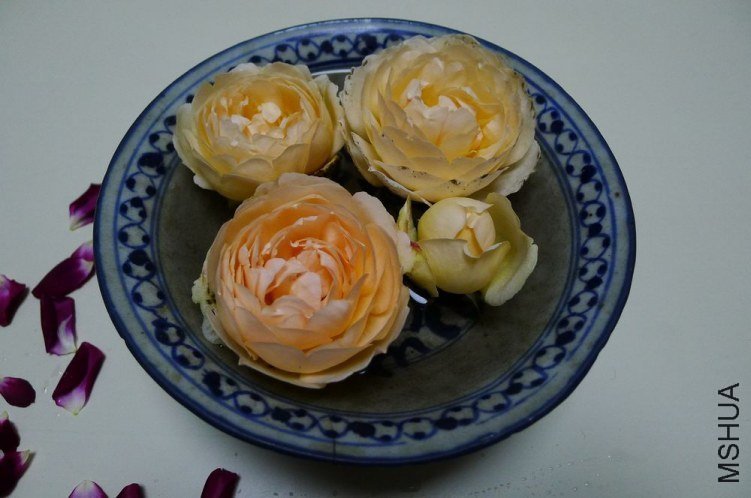 P1130717.jpg
