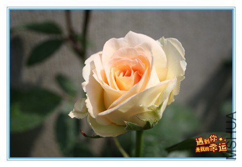 ��Ƭ 132a_����.jpg