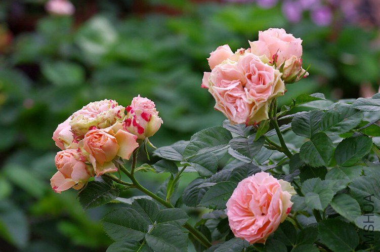 IMGP5880.JPG