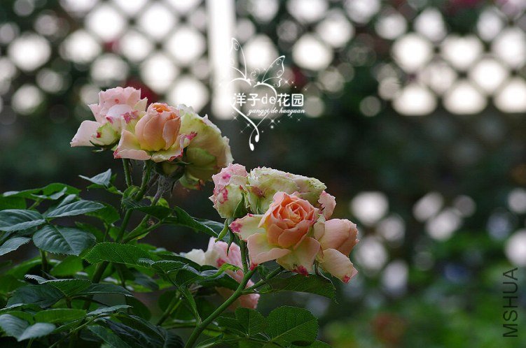 IMGP5881.JPG