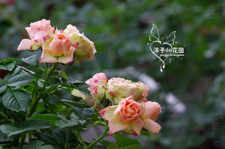IMGP5882.JPG