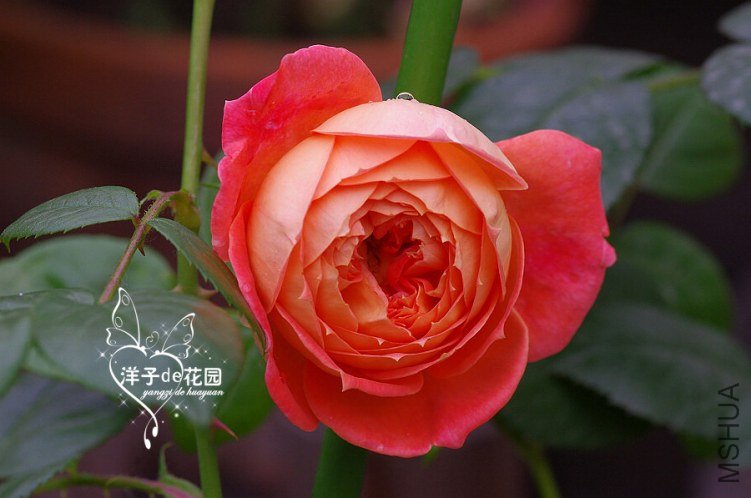 IMGP5903.JPG