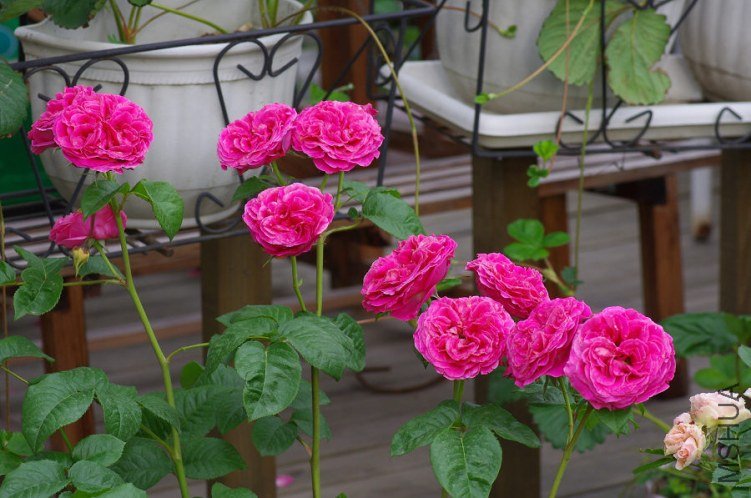 IMGP5899.JPG
