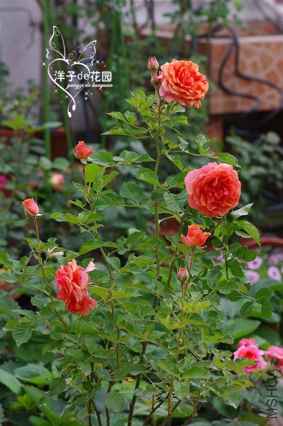 IMGP5887.JPG