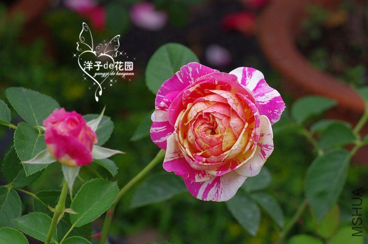 IMGP5907.JPG