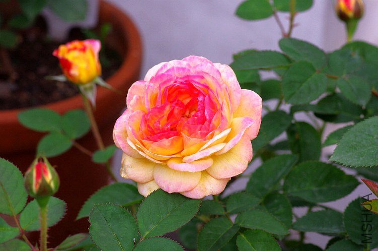 IMGP5893.JPG