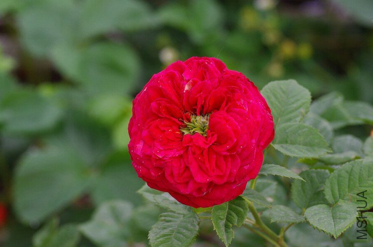 IMGP5895.JPG