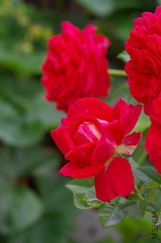 IMGP5894.JPG