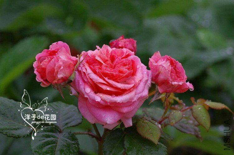 IMGP5868.JPG