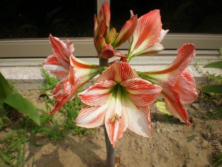 ������С P5110863.JPG