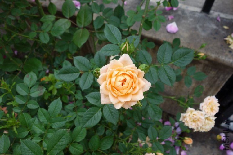 DSC00305.JPG