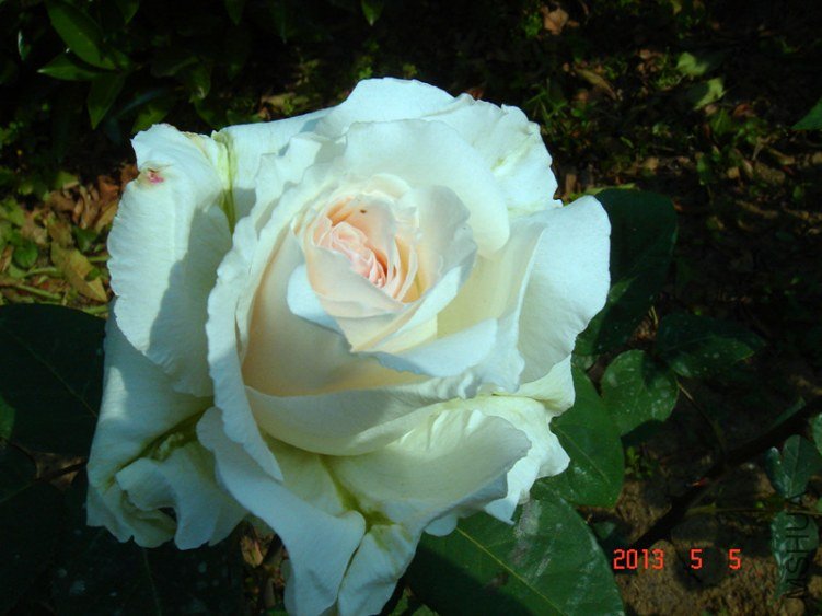��Ƭ 010_����.jpg