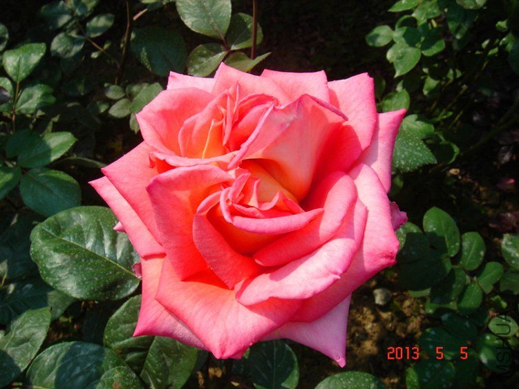 ��Ƭ 018_����.jpg