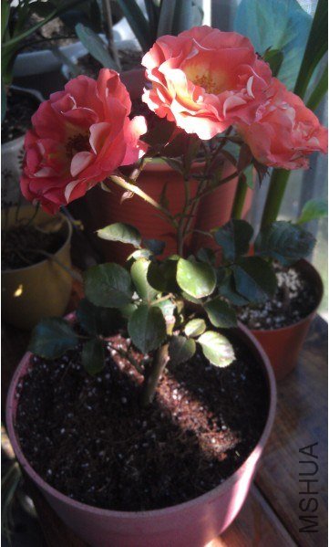 QQ��ͼ20130511164705.jpg