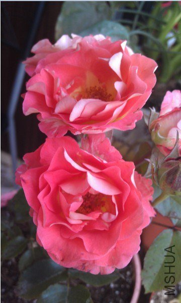 QQ��ͼ20130511164754.jpg