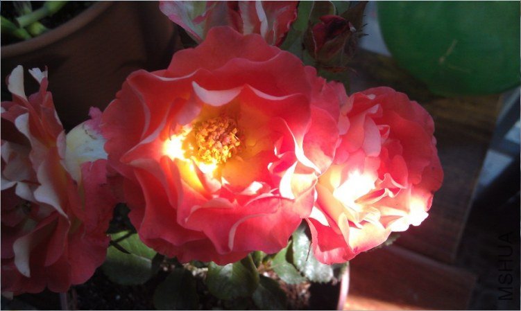 QQ��ͼ20130511165152.jpg