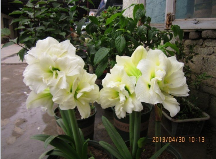 QQͼƬ20130511173216.jpg
