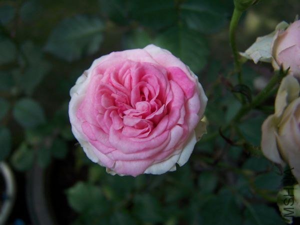 100_9821.jpg