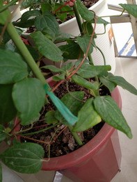 IMG_1189.JPG
