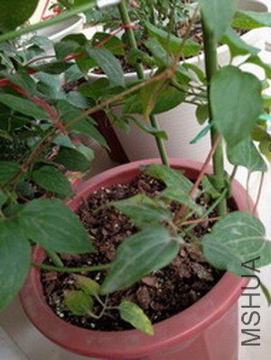 IMG_1187.JPG