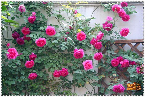 ��Ƭ 019_����.jpg