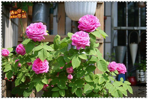 ��Ƭ 026_����.jpg