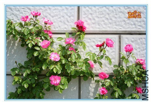 ��Ƭ 081_����.jpg