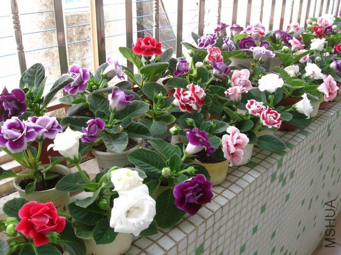 nEO_IMG_����ͩ 042.jpg