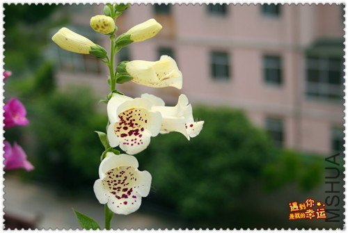 ��Ƭ 237_����.jpg