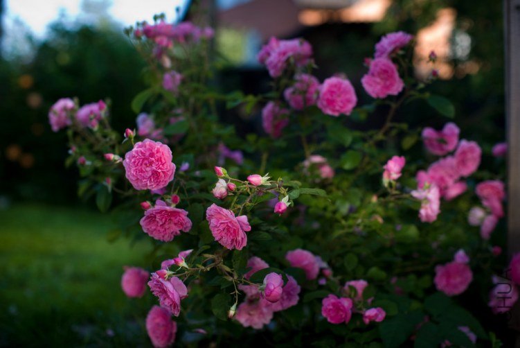 harlow carr_52.jpg