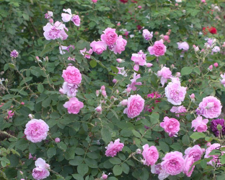 Harlow Carr.jpg