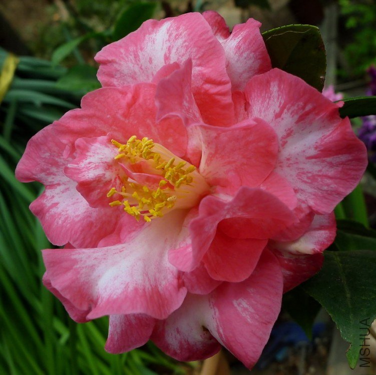 P1820139.jpg