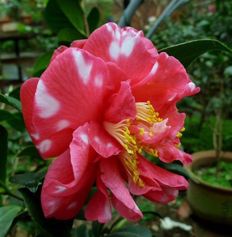 P1900277.jpg