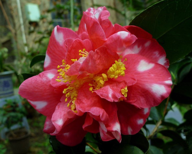 P1900188.jpg