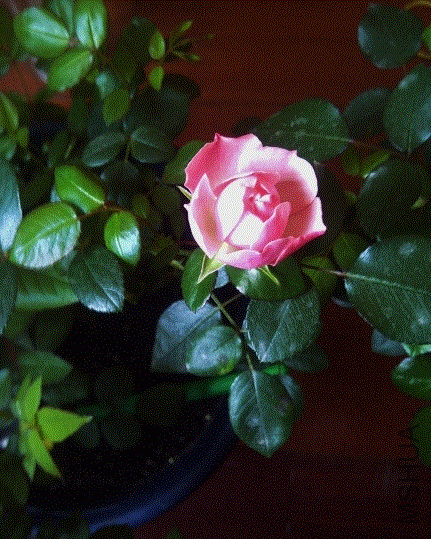 gifIMG-20130511-00271 (476x640).gif