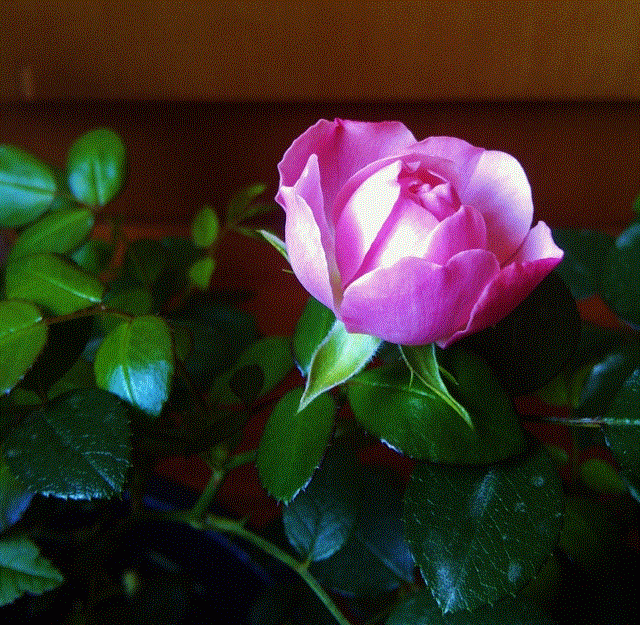 gifIMG-20130511-00273 (640x625).gif