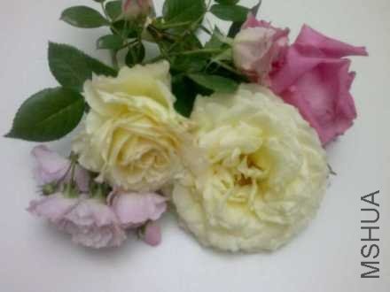 67b8e52djw1e4h58p7drwj20m80gowew.jpg